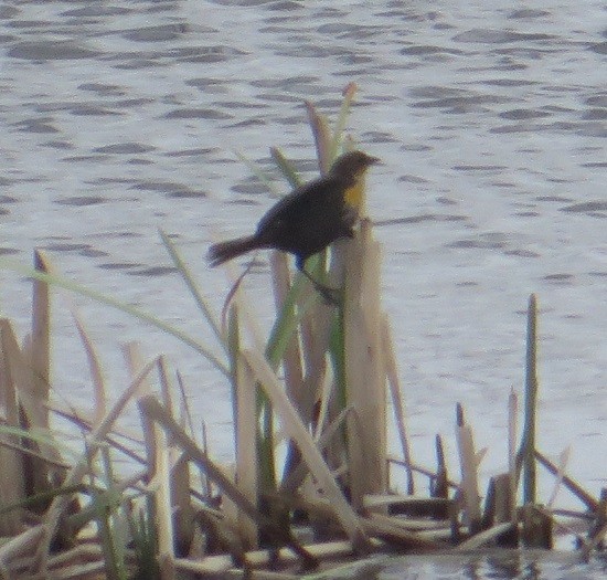 Yellow-headed Blackbird - ML619423047