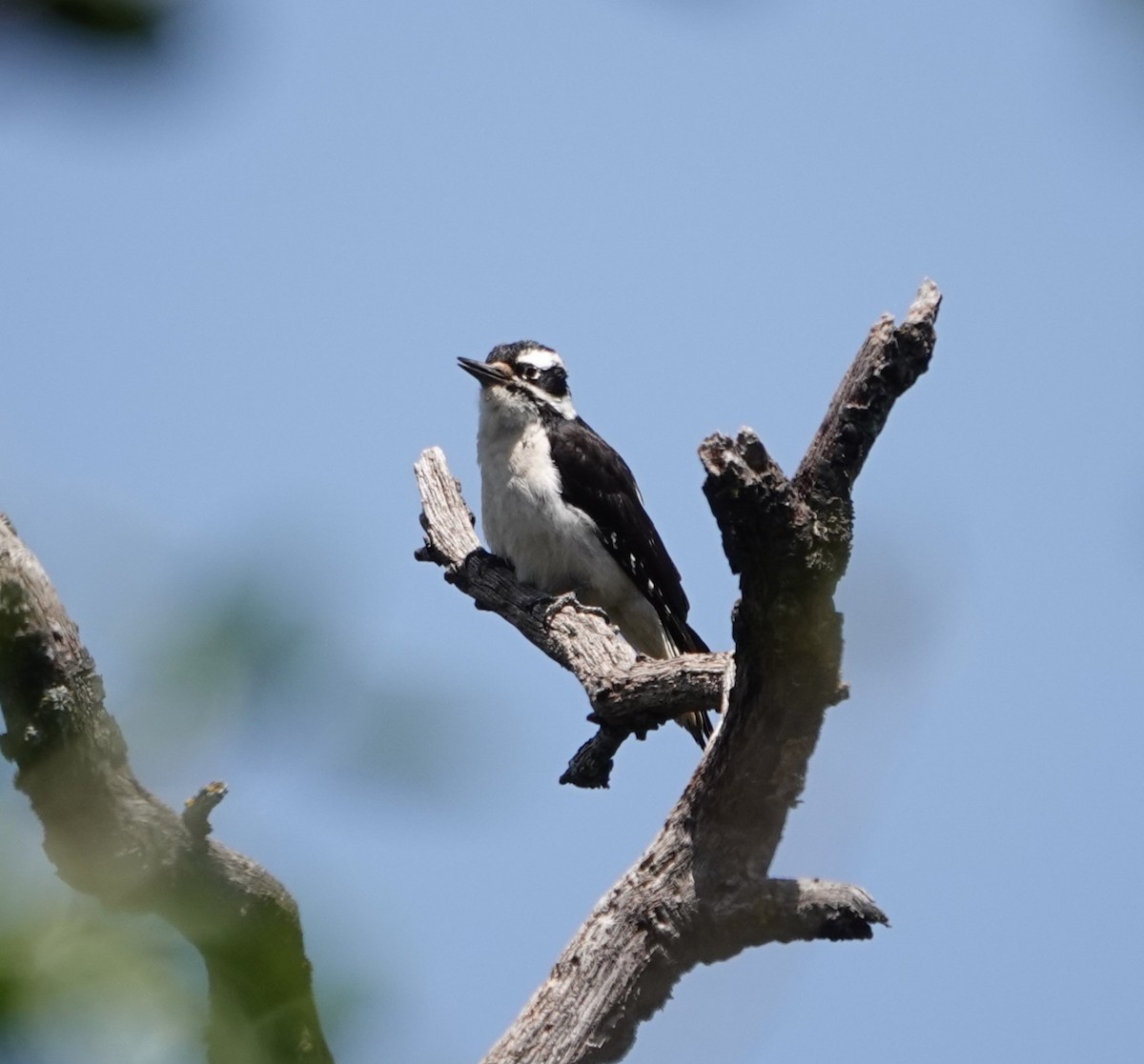 Hairy Woodpecker - ML619423060
