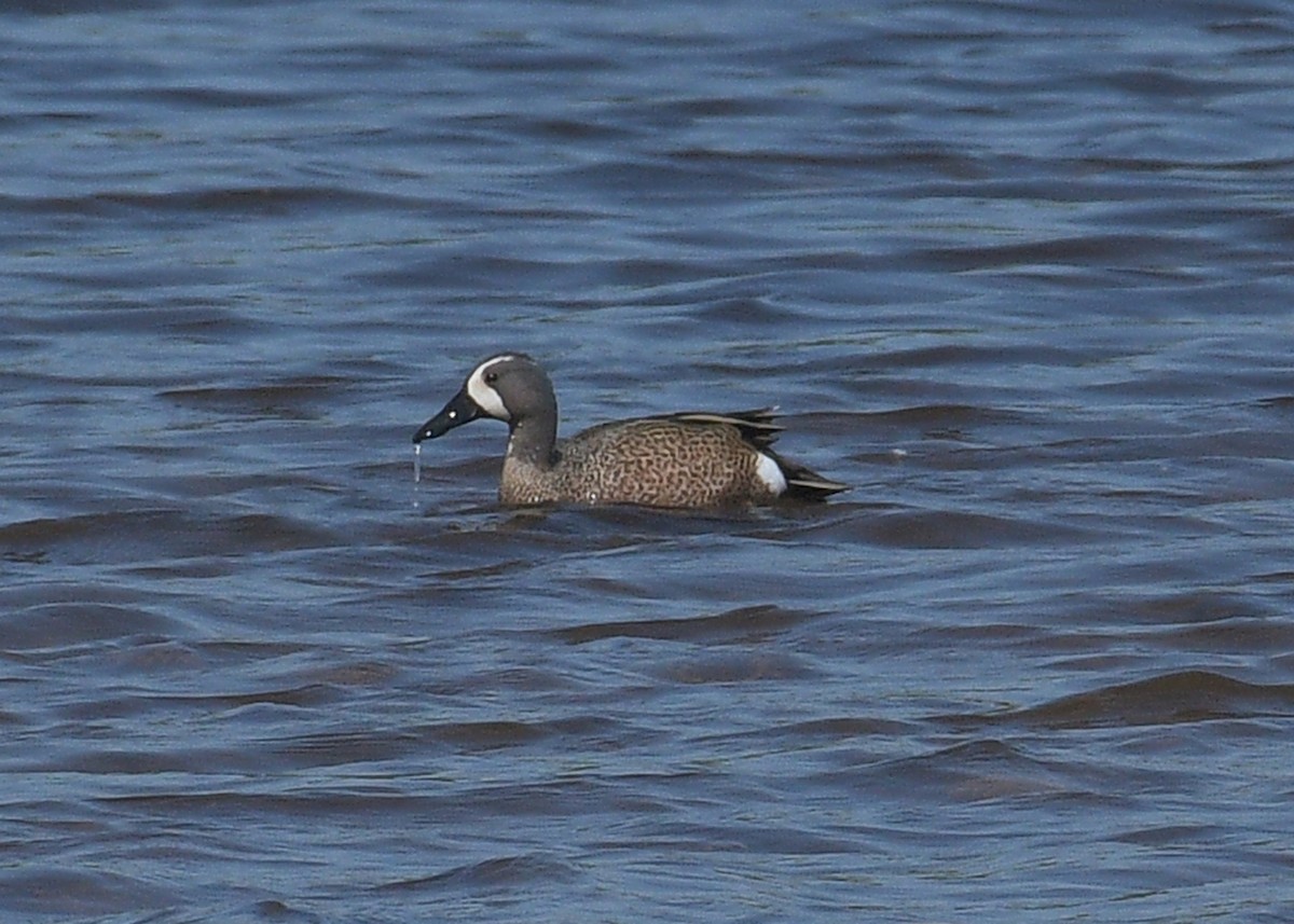 Blue-winged Teal - ML619423125