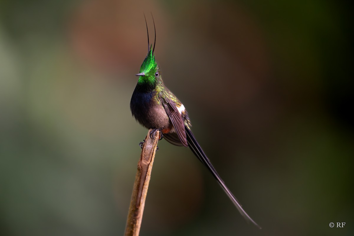kolibřík ostrochocholatý - ML619423150