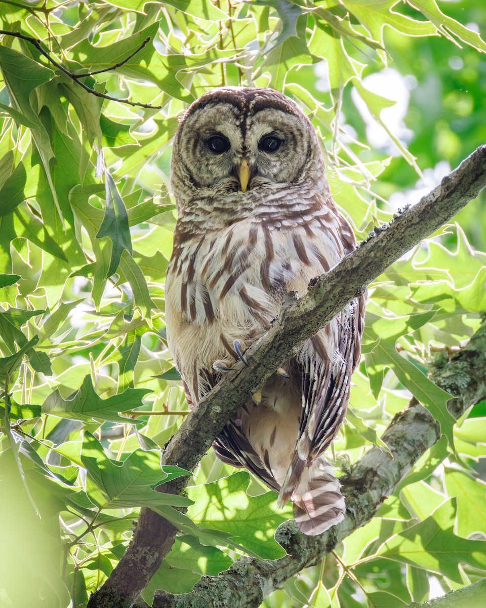 Barred Owl - ML619423162