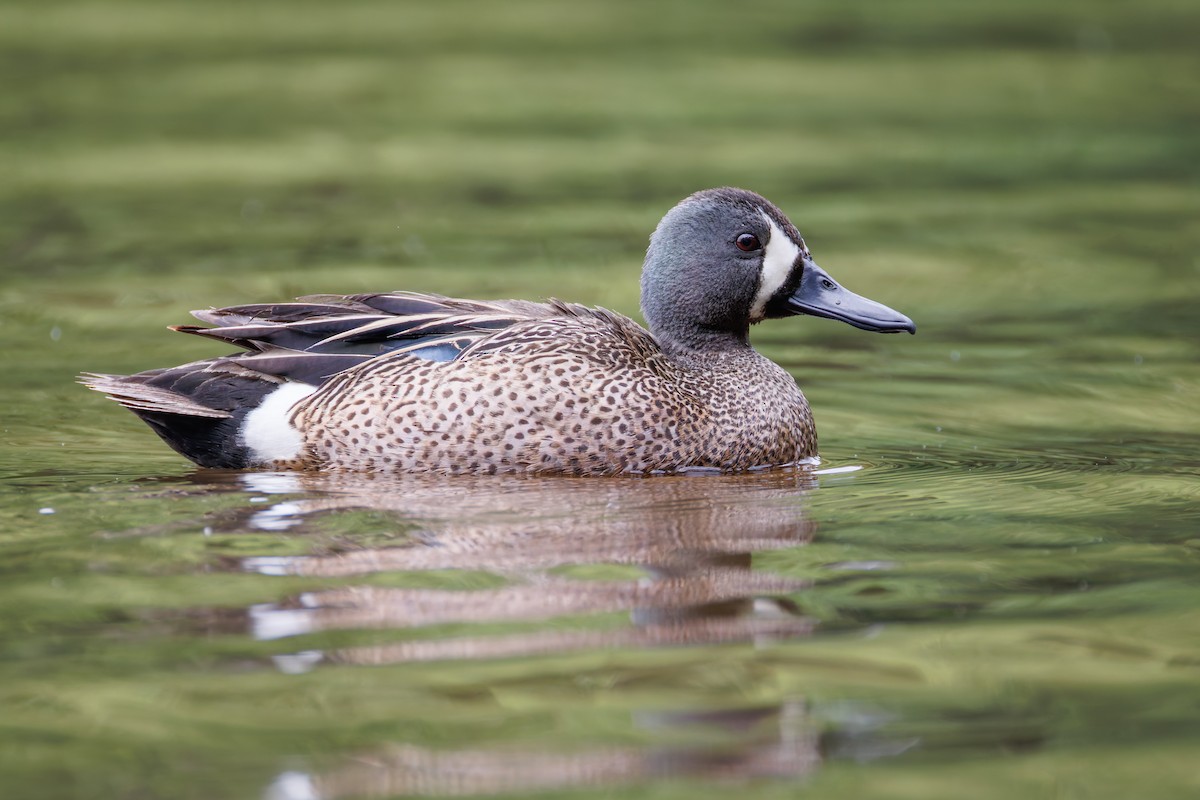 Blue-winged Teal - ML619423170