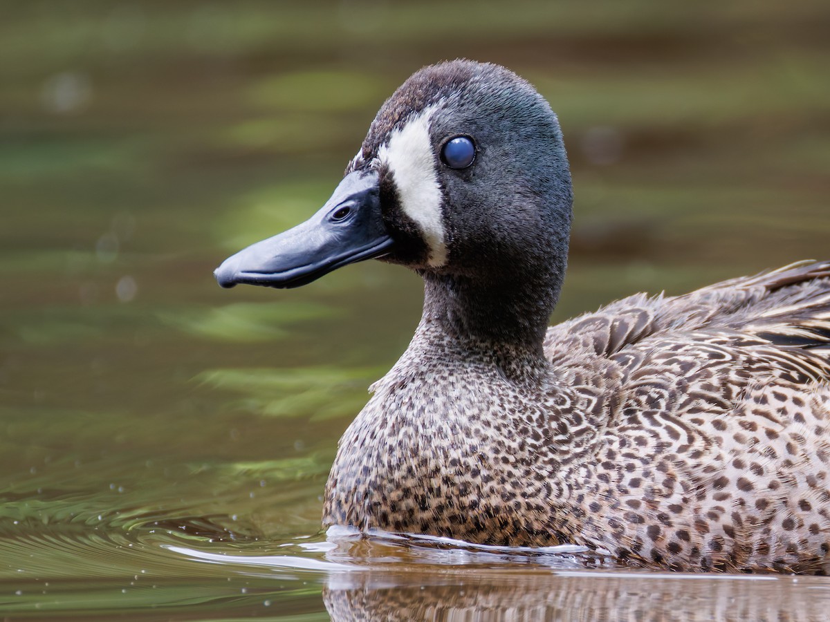 Blue-winged Teal - ML619423176