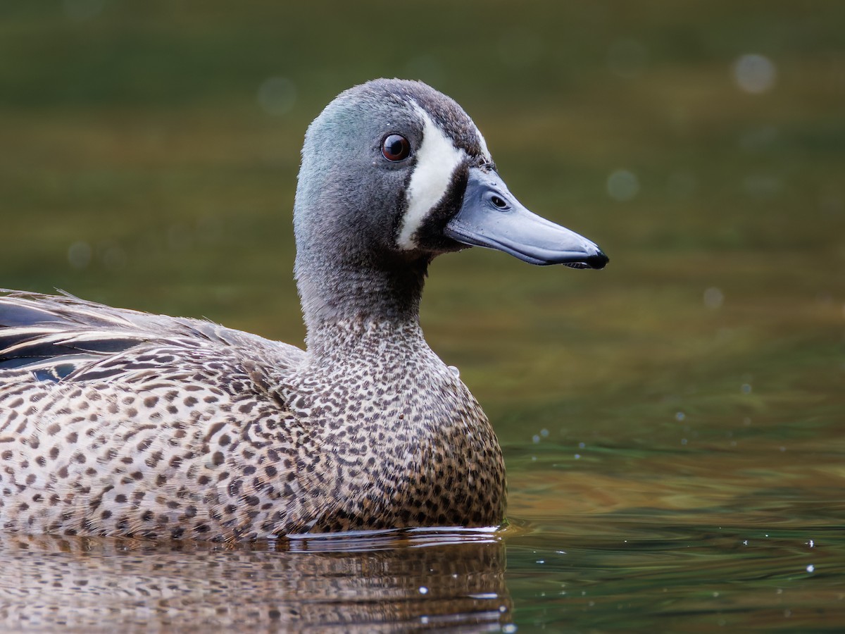 Blue-winged Teal - ML619423179