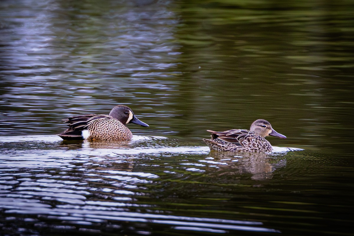 Blue-winged Teal - ML619423212