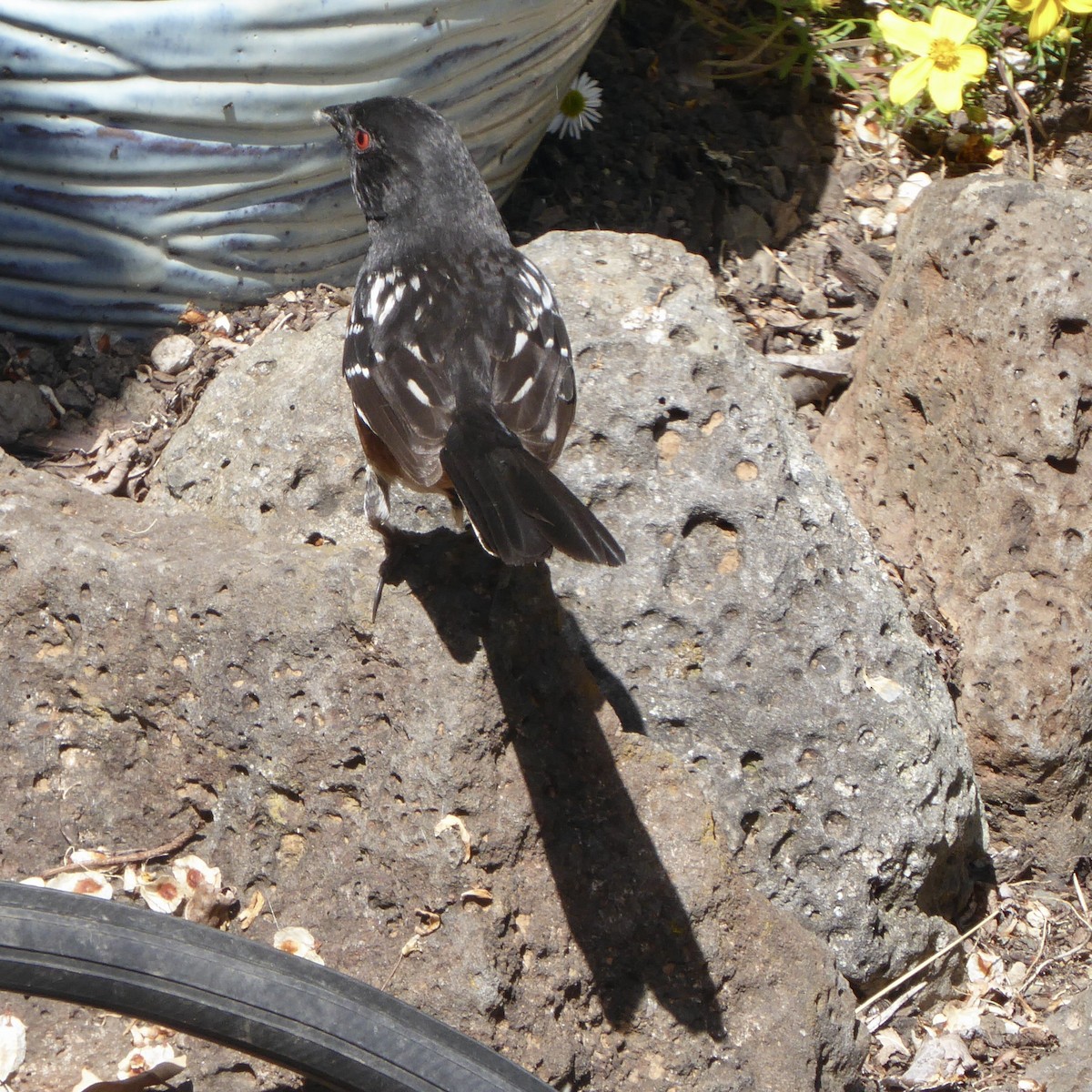 Spotted Towhee - ML619423253