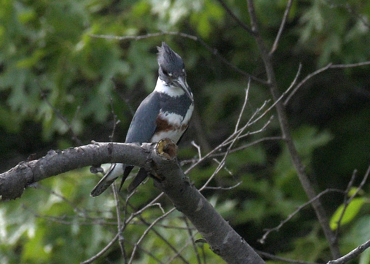 Belted Kingfisher - ML619423254