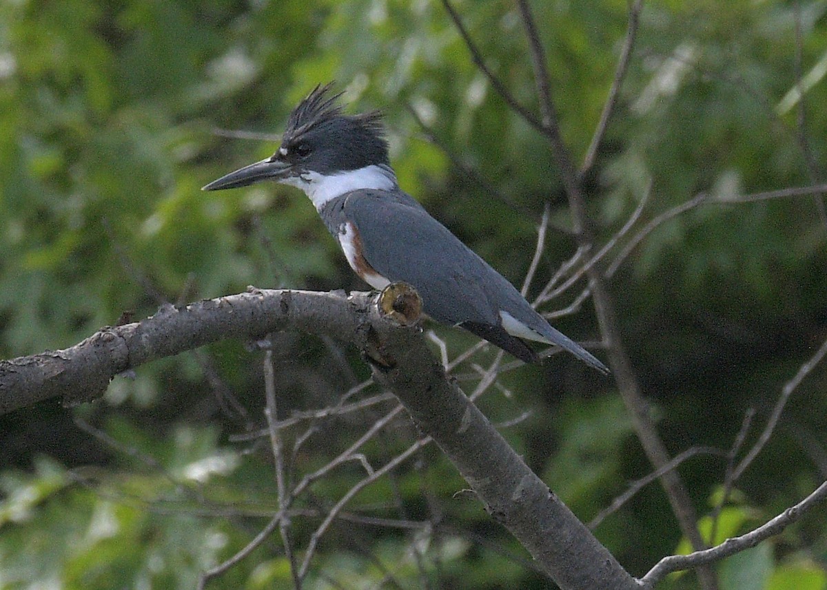 Belted Kingfisher - ML619423259