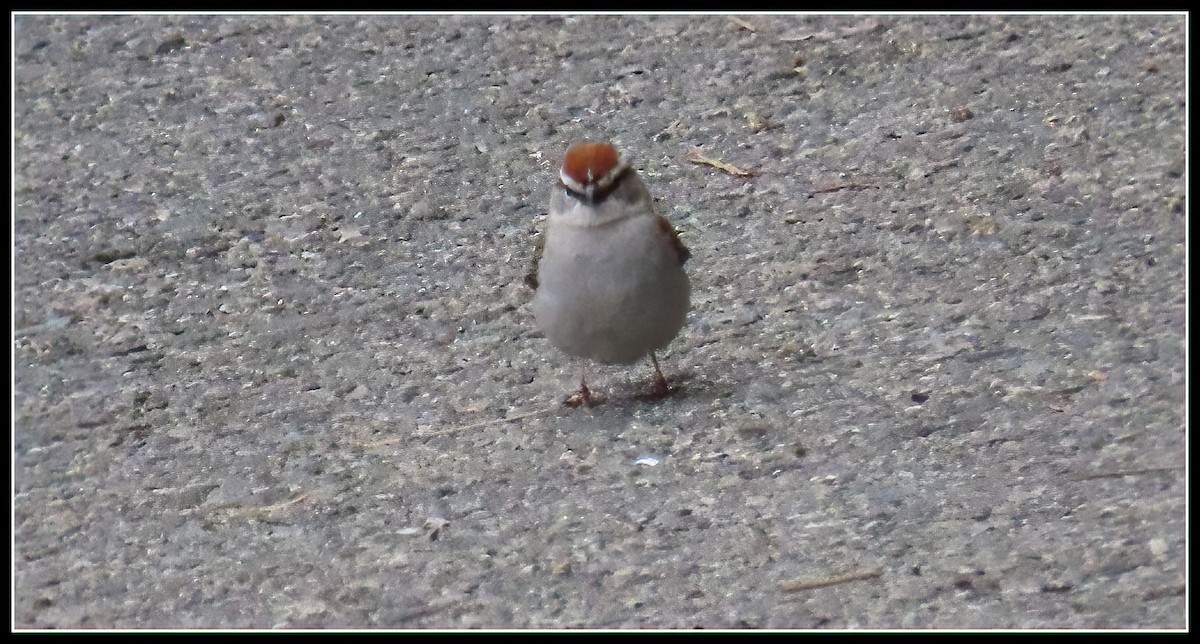 Chipping Sparrow - ML619423265