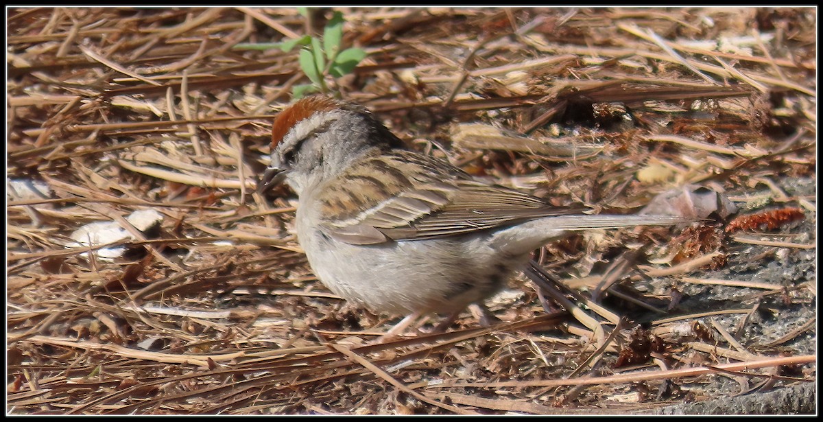 Chipping Sparrow - ML619423267