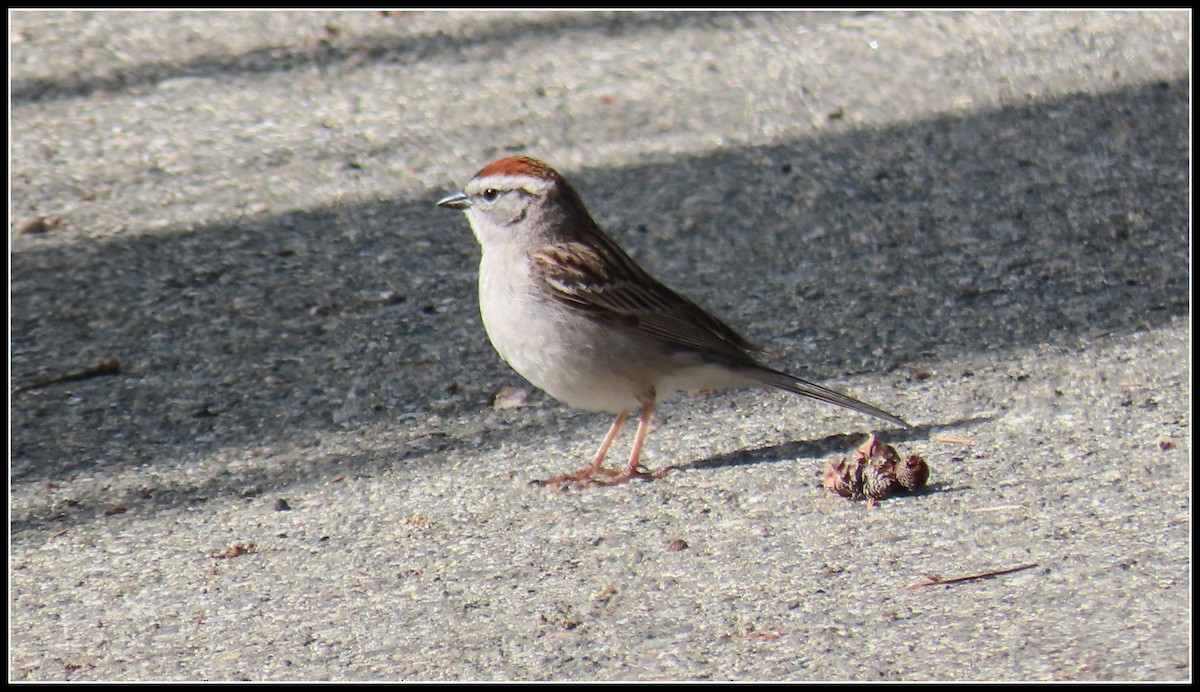 Chipping Sparrow - ML619423268