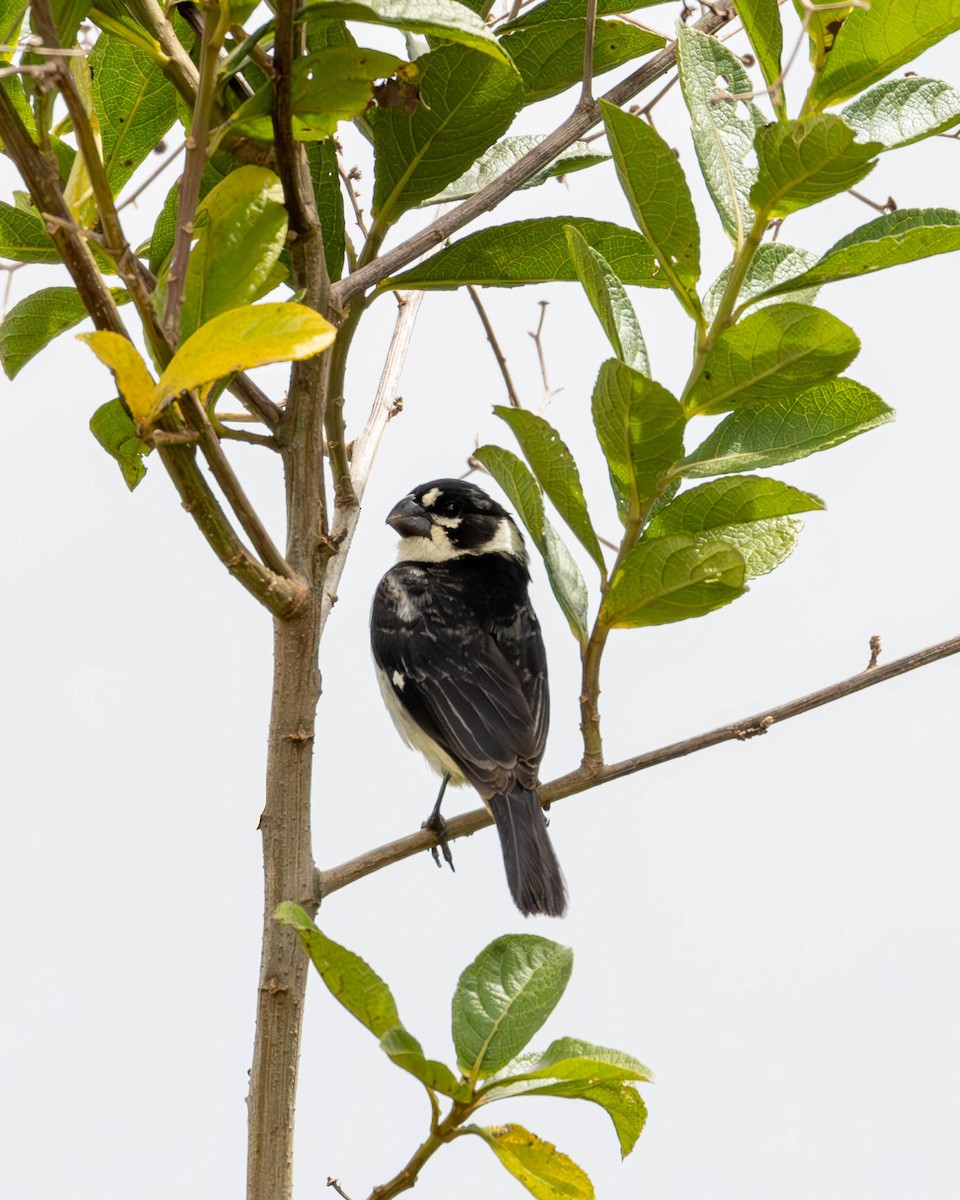 Rusty-collared Seedeater - ML619423293