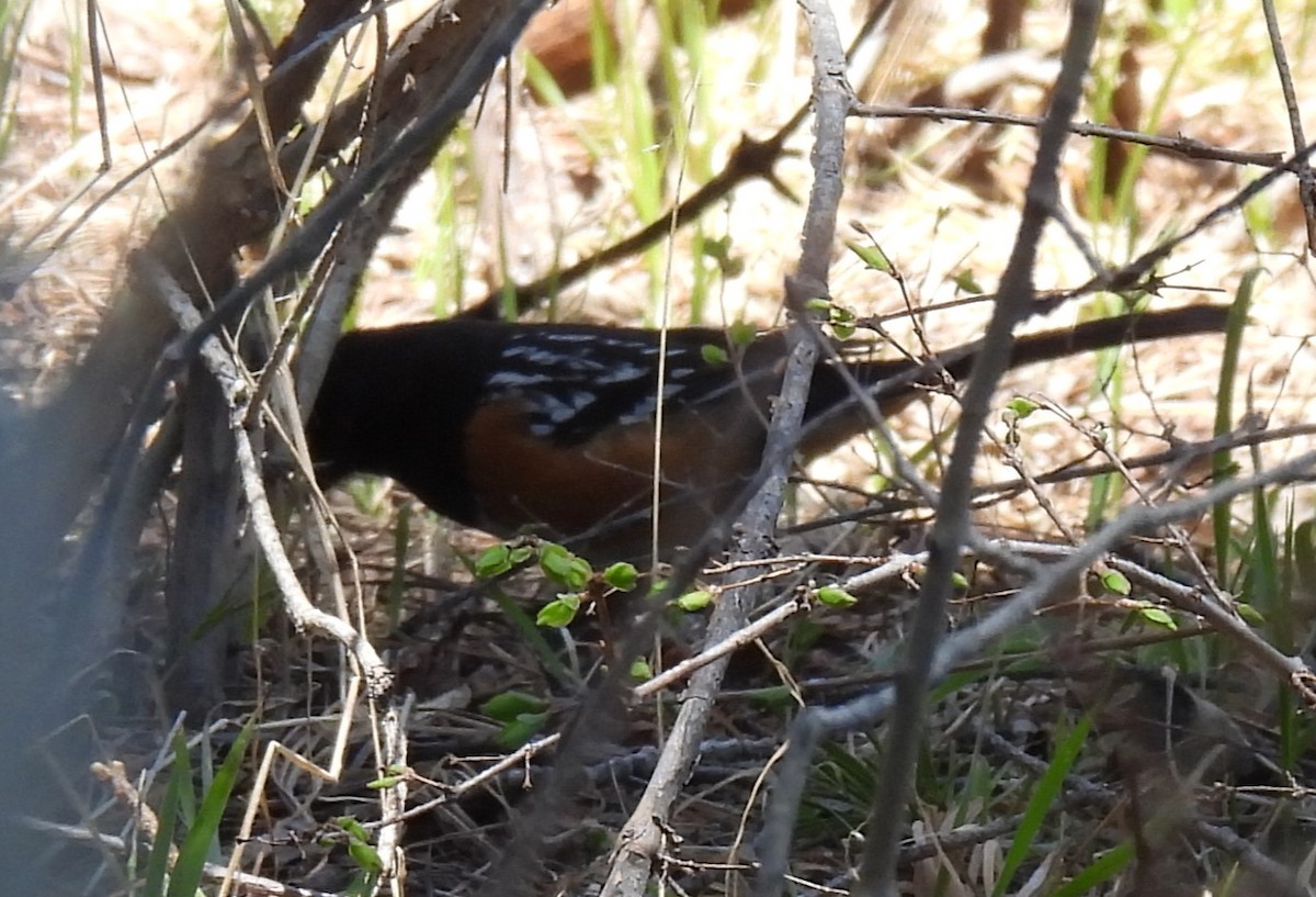 Spotted Towhee - ML619423312