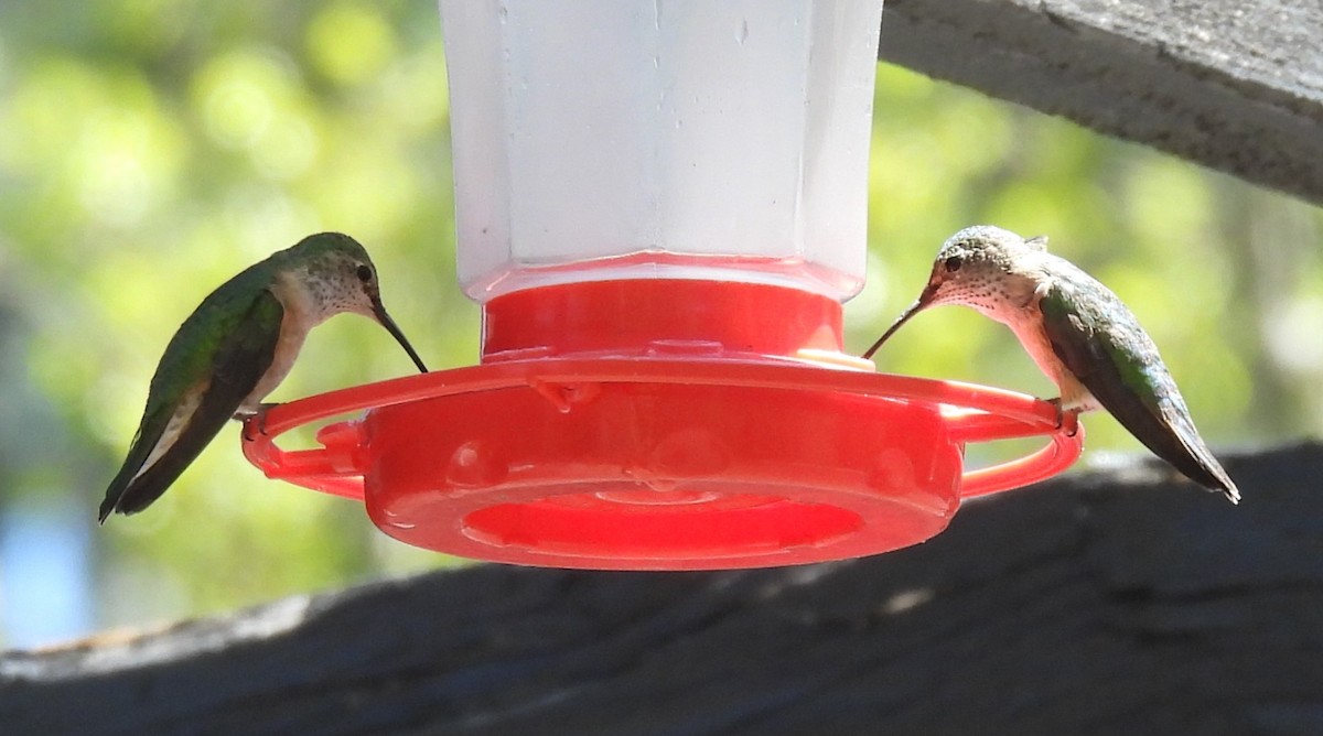 Broad-tailed Hummingbird - ML619423343