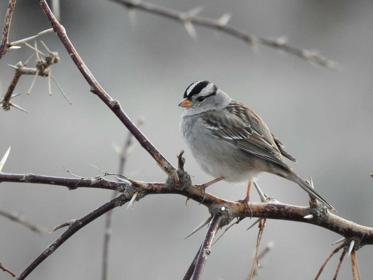 White-crowned Sparrow - ML619423398