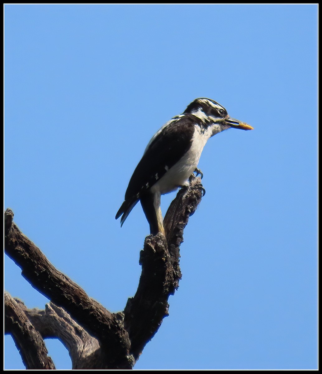 Hairy Woodpecker - ML619423402