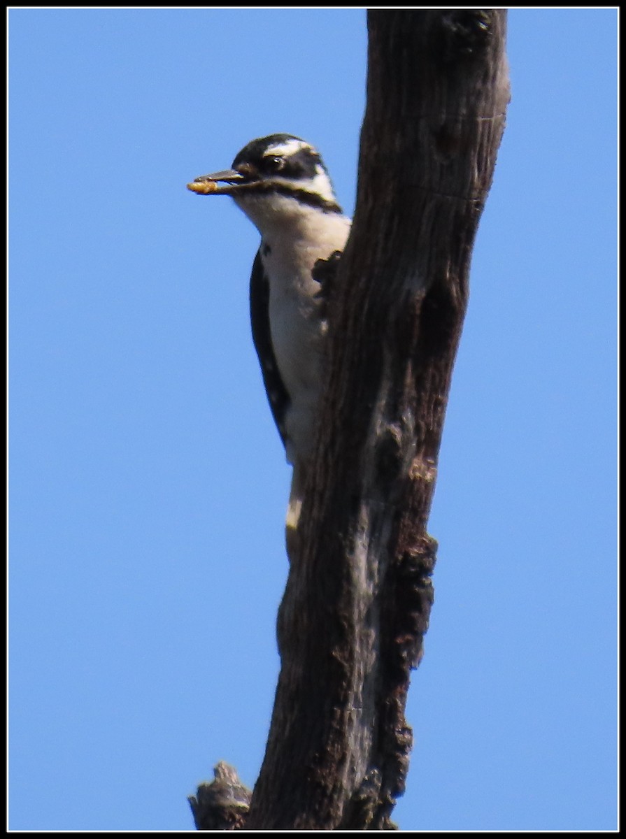 Hairy Woodpecker - ML619423403