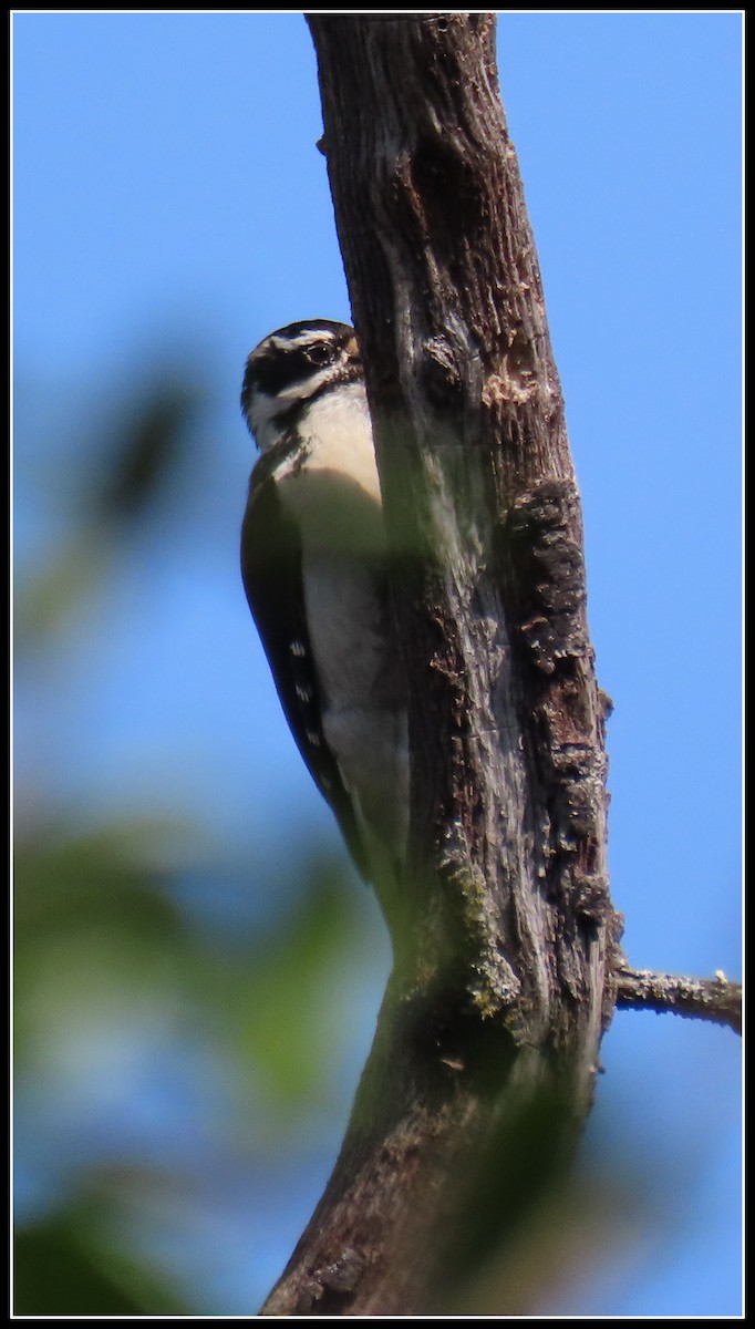 Hairy Woodpecker - ML619423404