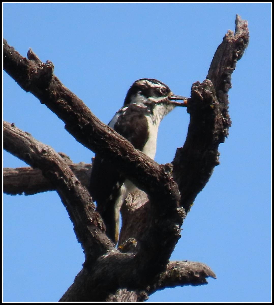 Hairy Woodpecker - ML619423405