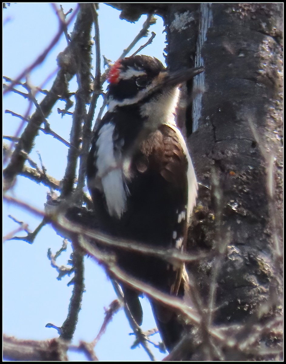 Hairy Woodpecker - ML619423408