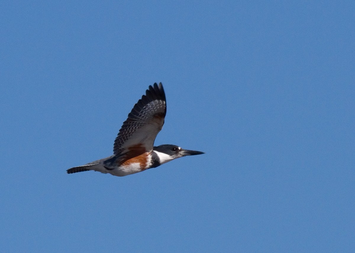Belted Kingfisher - ML619423418