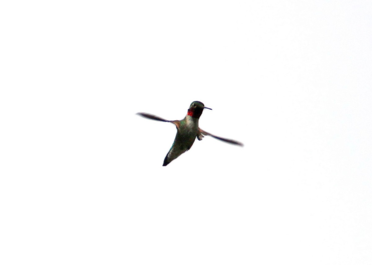 Broad-tailed Hummingbird - ML619423429