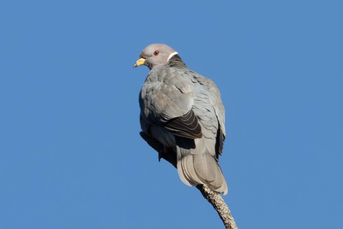 Band-tailed Pigeon - ML619423438