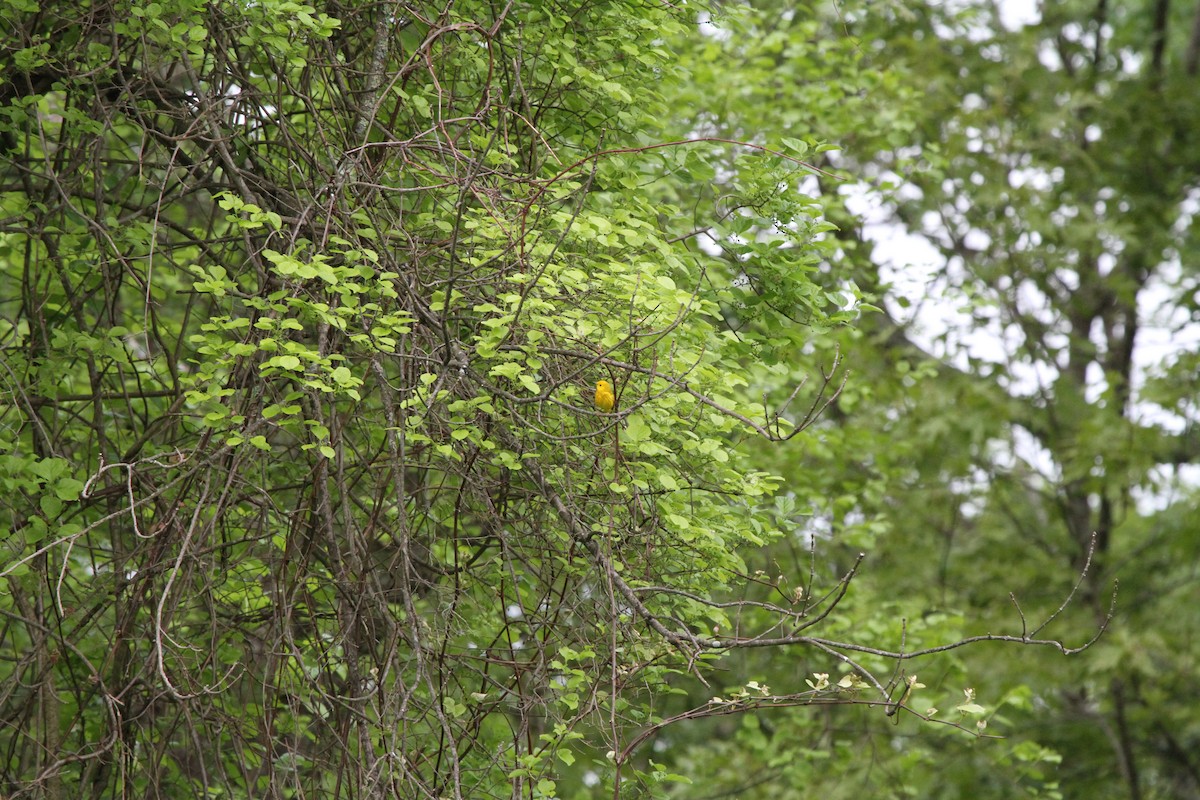 Yellow Warbler - ML619423441