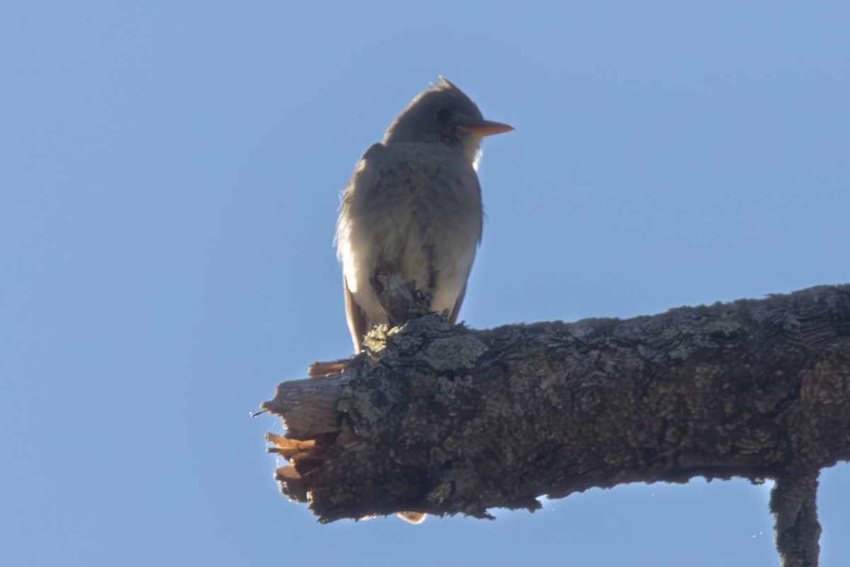 Greater Pewee - ML619423448