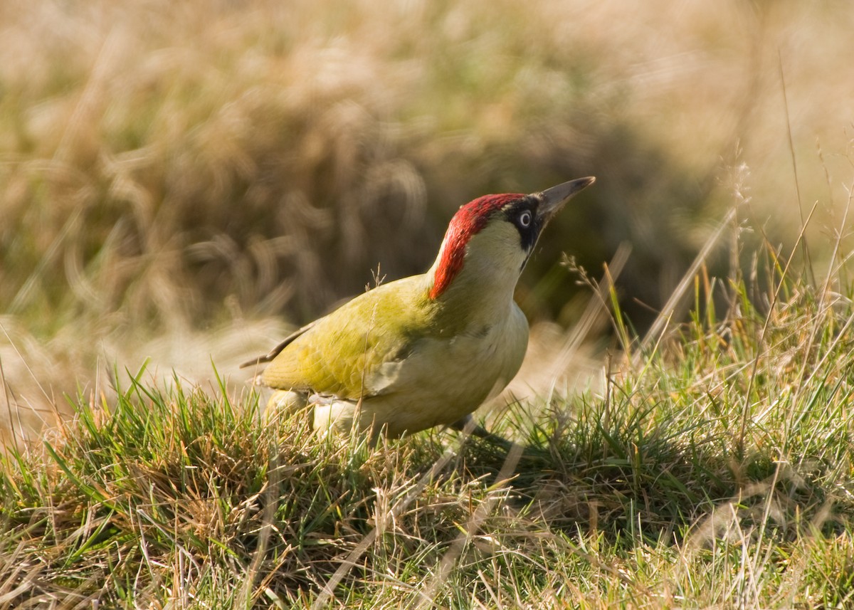 Eurasian Green Woodpecker - ML619423530