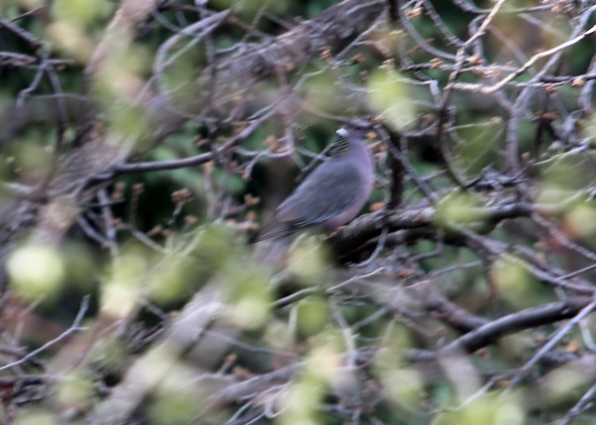 Band-tailed Pigeon - ML619423535