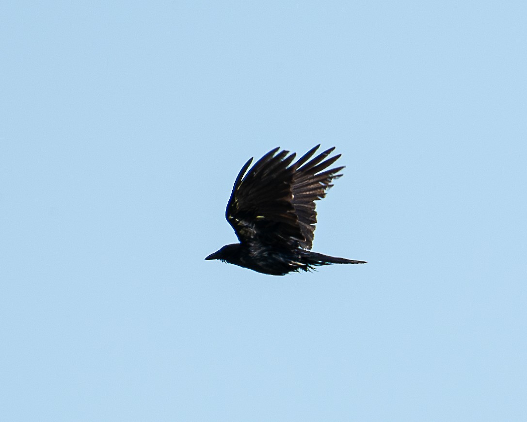Common Raven - ML619423639