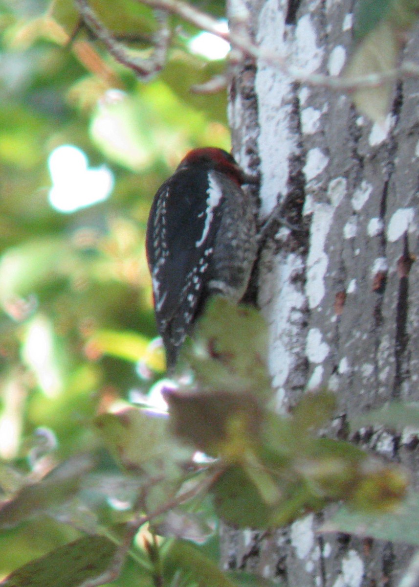 Red-breasted Sapsucker - ML619423679