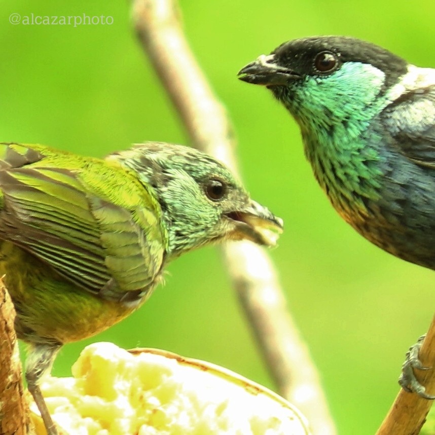 Black-capped Tanager - ML619423699
