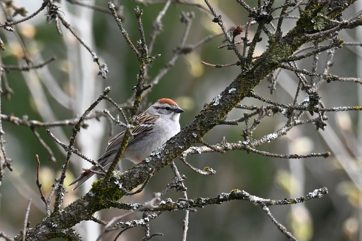 Chipping Sparrow - ML619423714
