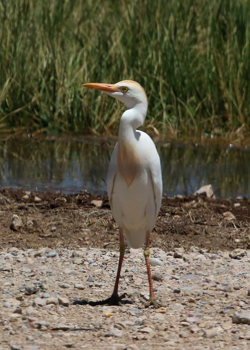 Египетская цапля (ibis) - ML619423737