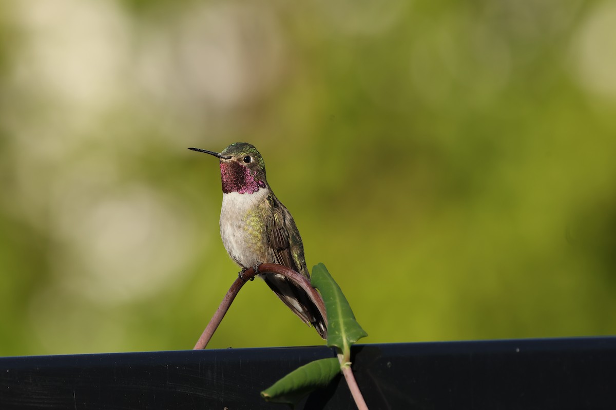 Broad-tailed Hummingbird - ML619423743