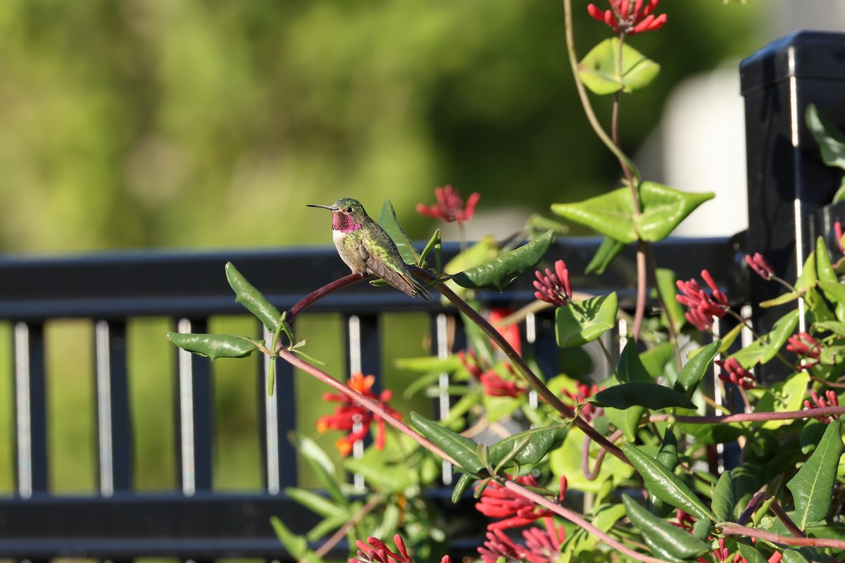Broad-tailed Hummingbird - ML619423744