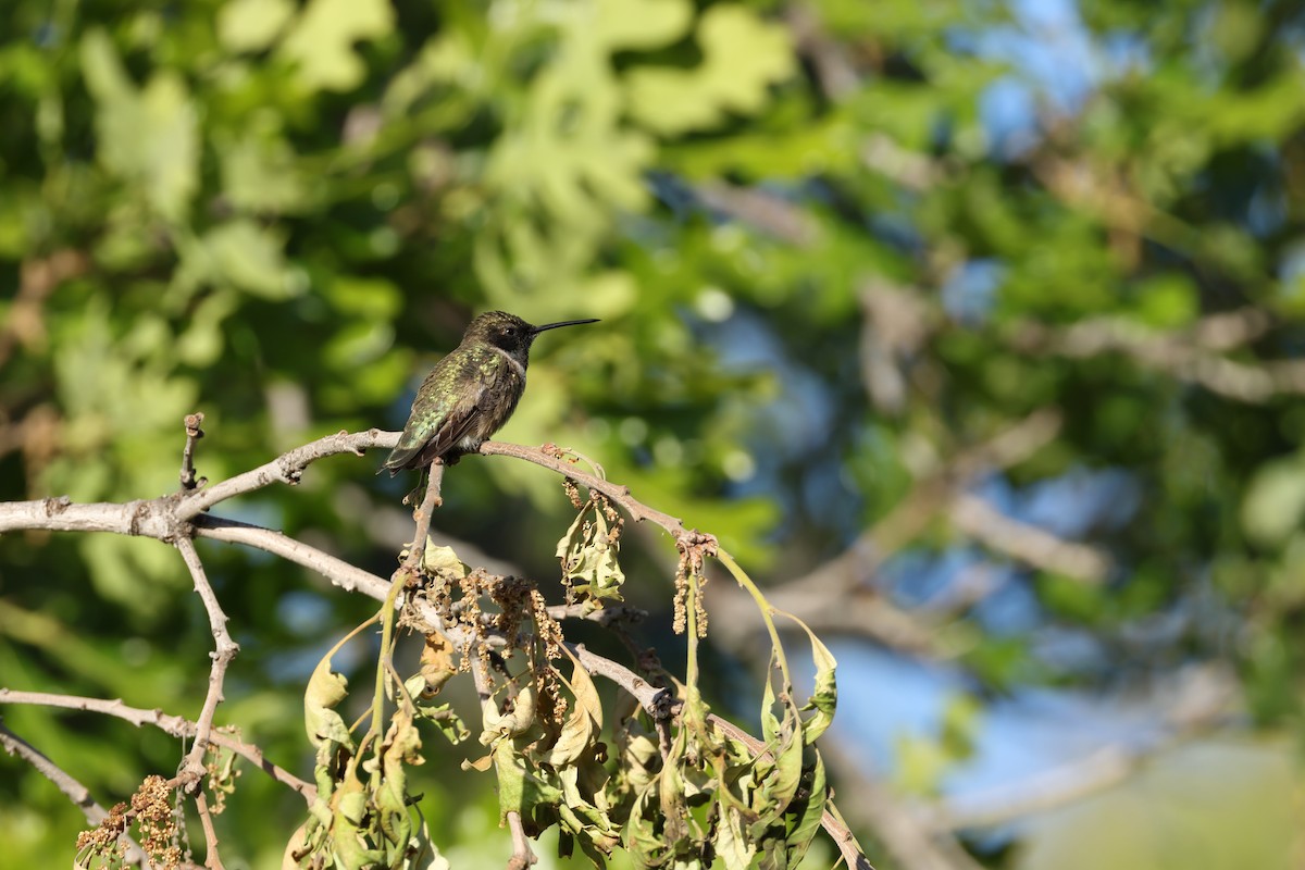 Black-chinned Hummingbird - ML619423745