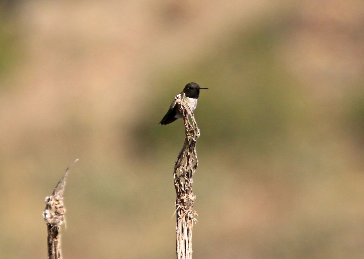Black-chinned Hummingbird - ML619423804