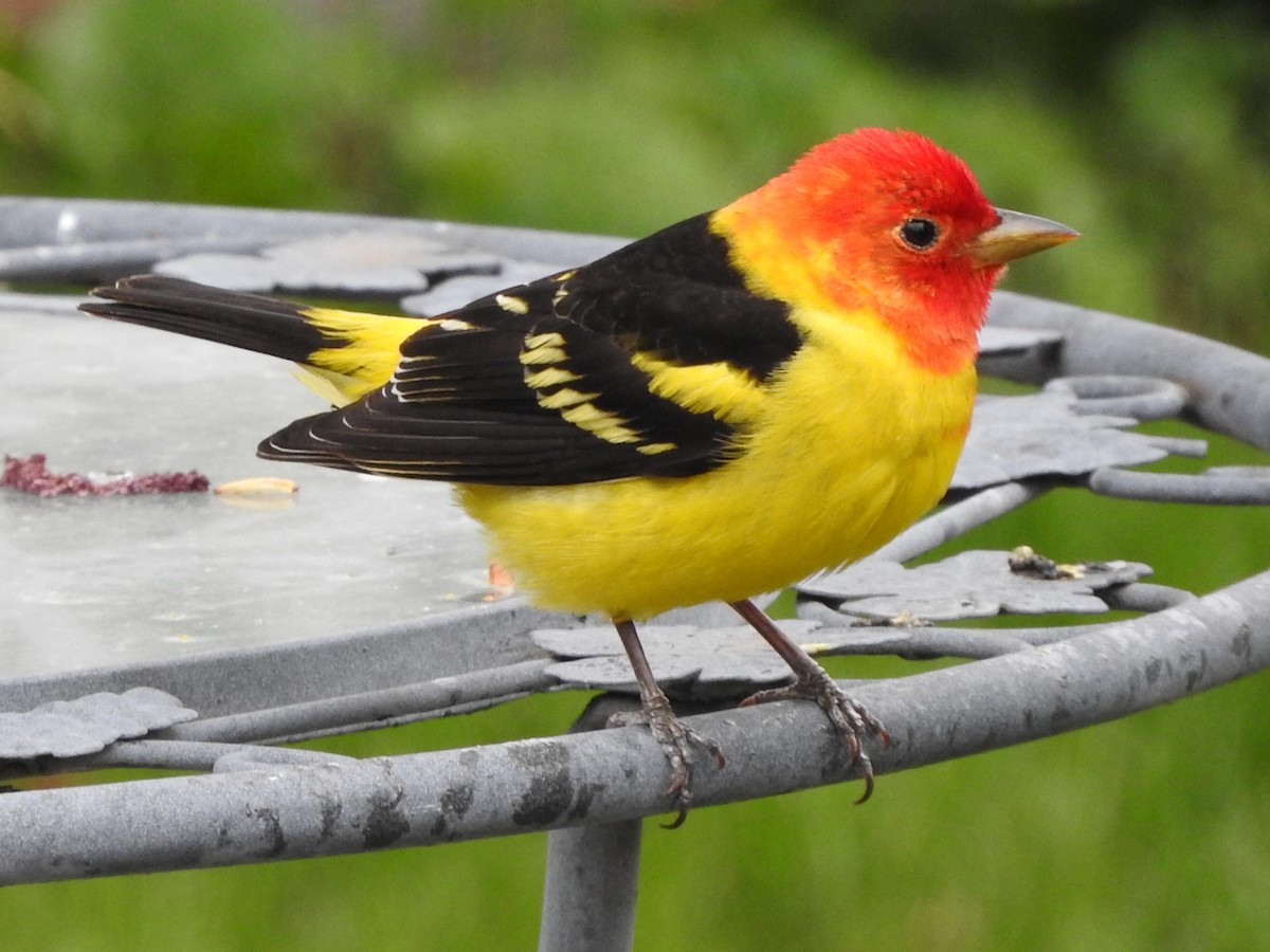 Western Tanager - ML619423835