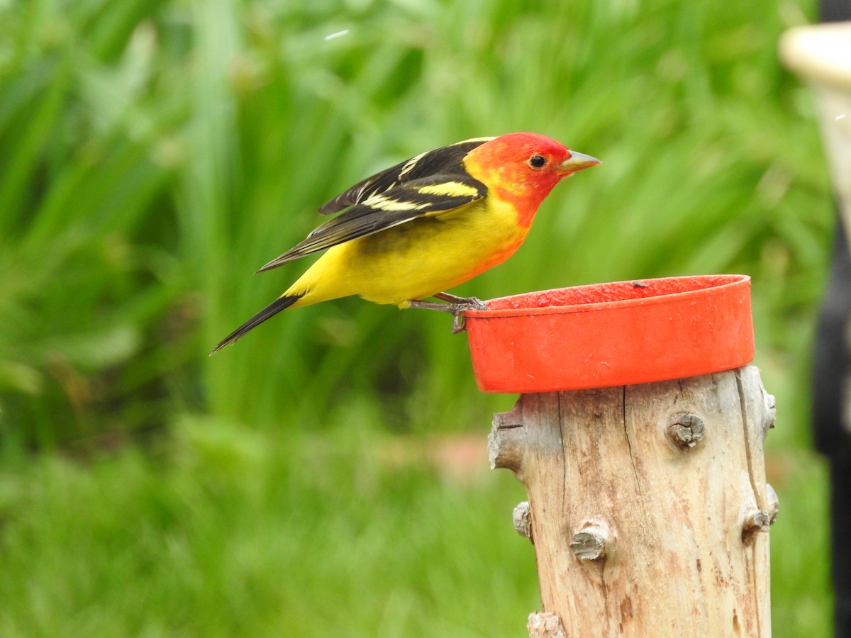 Western Tanager - ML619423836