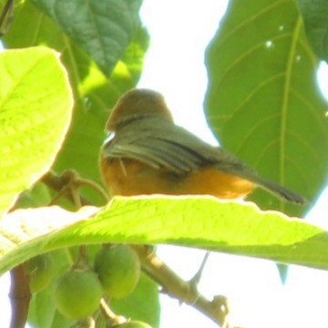 Rufous-chested Tanager - ML619423850
