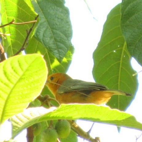 Rufous-chested Tanager - ML619423851