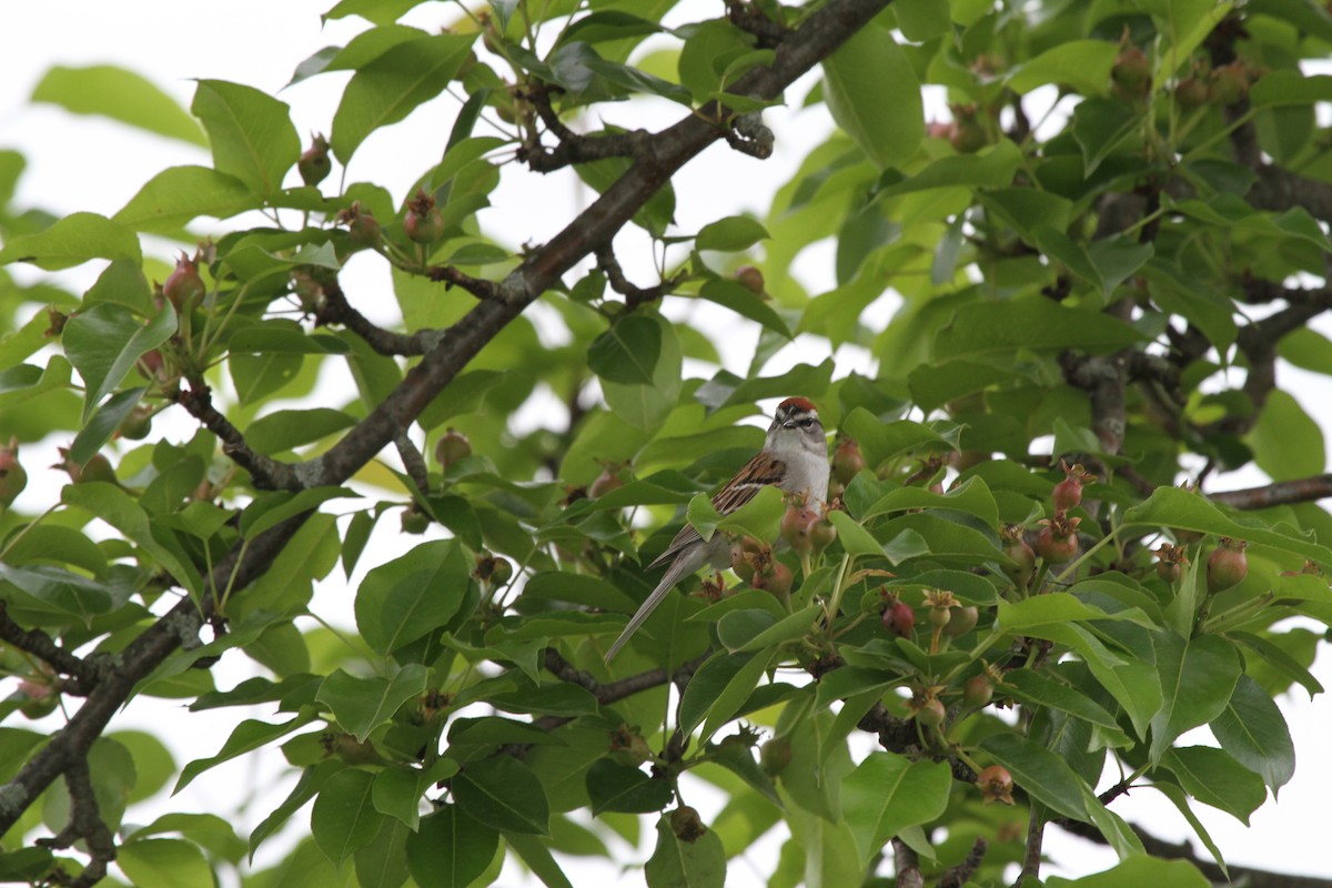 Chipping Sparrow - ML619423856