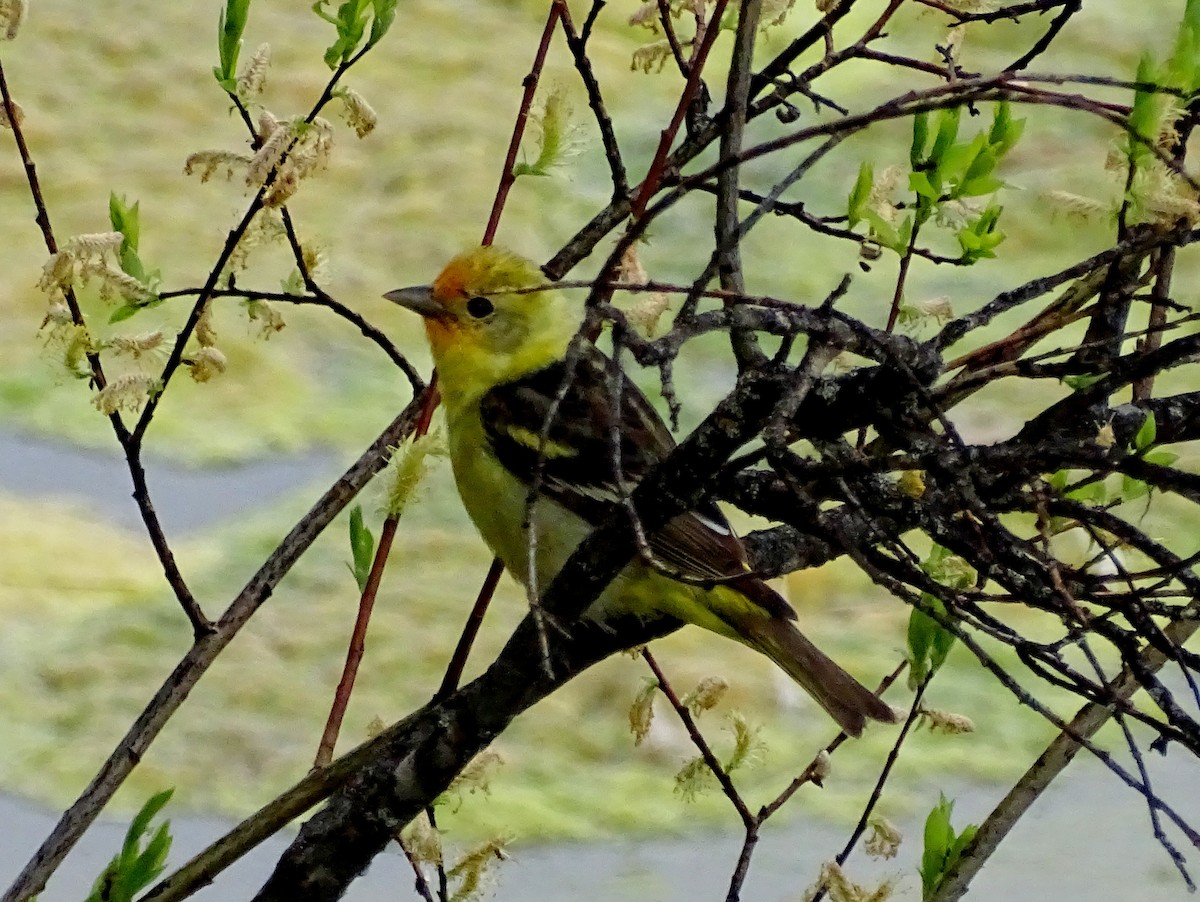 Western Tanager - ML619423873
