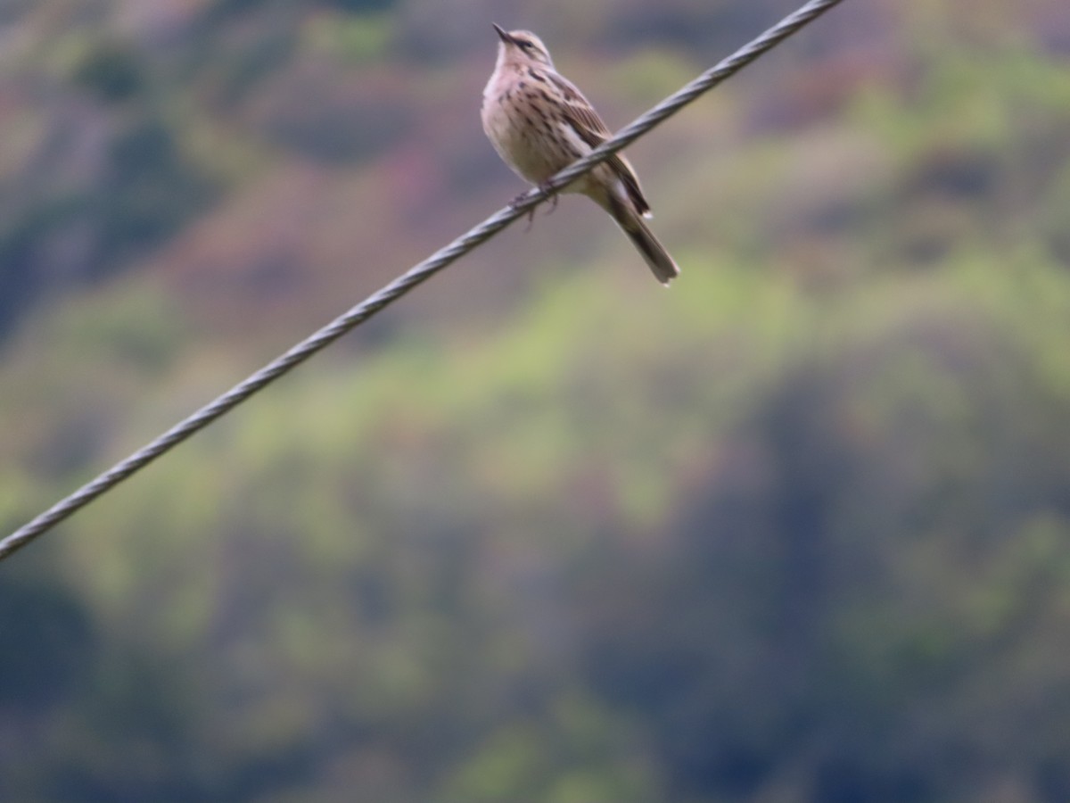 Rosy Pipit - ML619423879