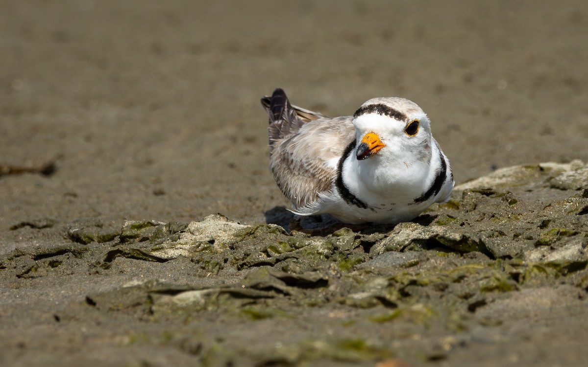 Piping Plover - ML619423908