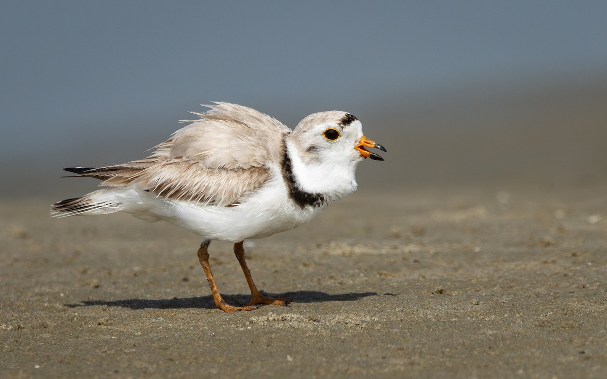 Piping Plover - ML619423909