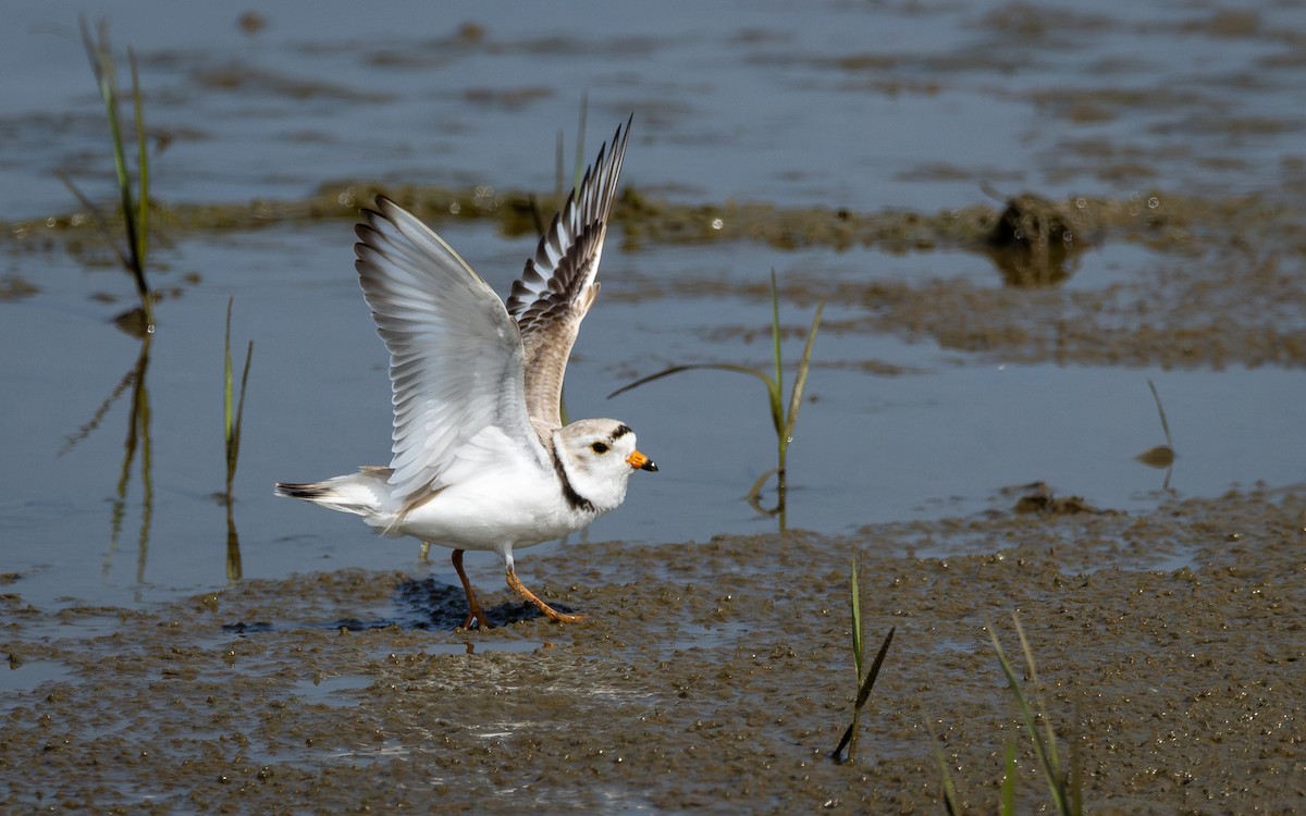 Piping Plover - ML619423910
